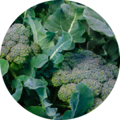 Sulforaphan-rig broccolispire (Brassica oleracea)