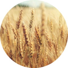 Spermidin-rig hvede (Triticum aestevium L.)